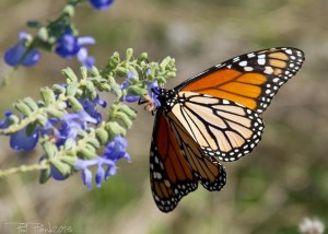 Read more about the article Why Are Monarch Butterflies Disappearing