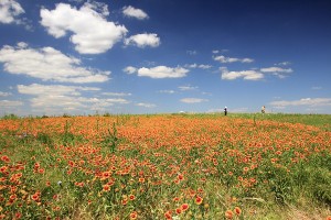 Read more about the article The View from on Top of the Mound; Ramblings about Our Prairie, its Plants and its Critters